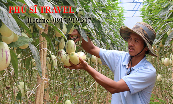 Tour Đà Lạt 3 Ngày 2 Đêm
