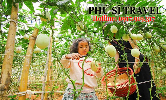 Tour Đà Lạt Giá Rẻ