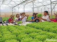 Du Lịch Đà Lạt 3 Ngày 3 Đêm